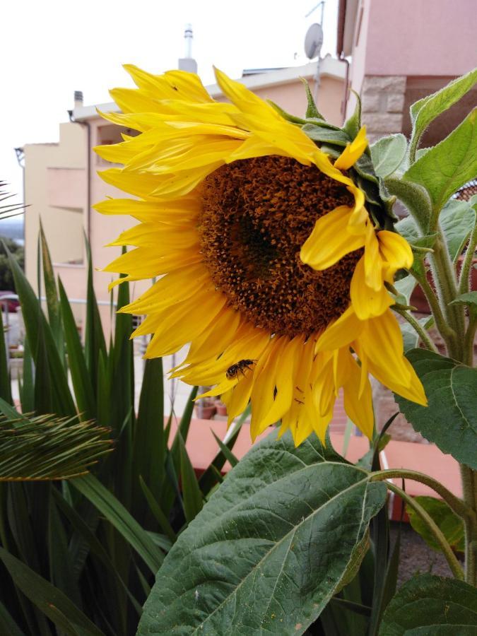 Bed and Breakfast The Roses Garden La Maddalena  Exterior foto