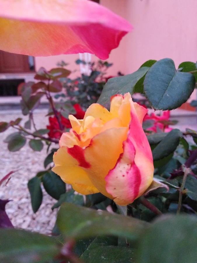Bed and Breakfast The Roses Garden La Maddalena  Exterior foto