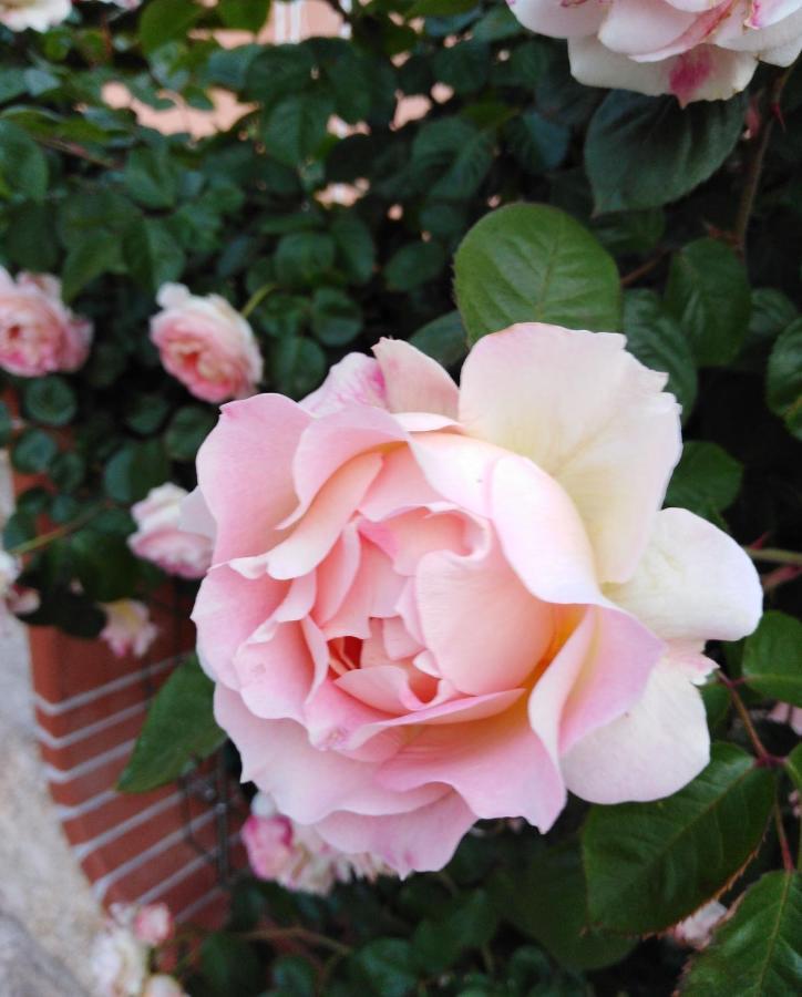 Bed and Breakfast The Roses Garden La Maddalena  Exterior foto