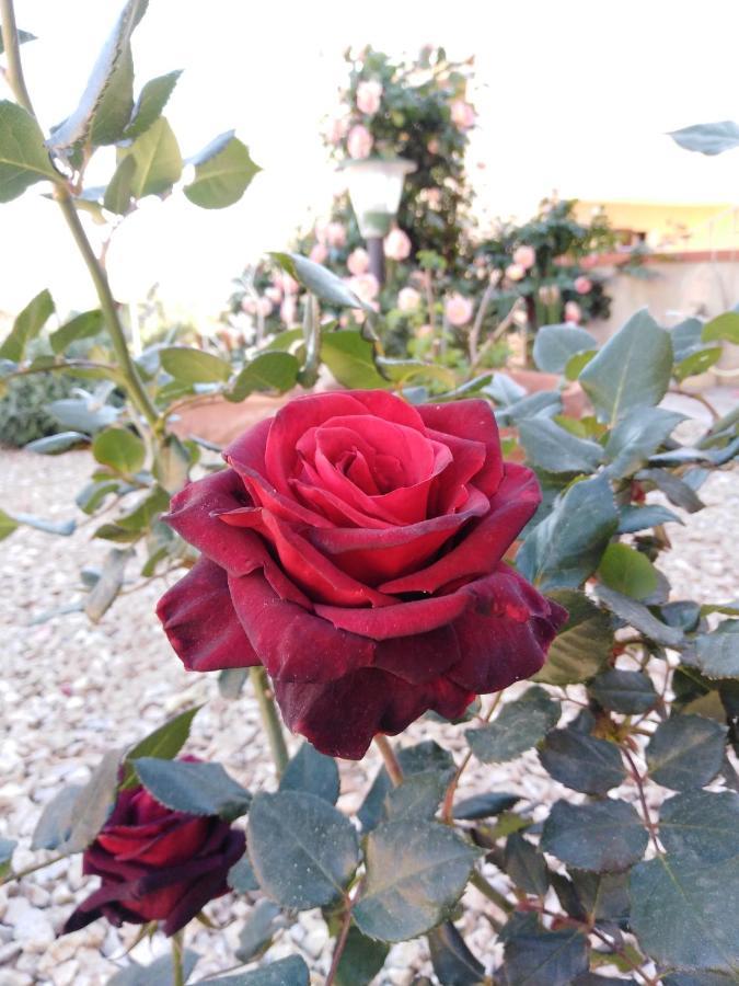 Bed and Breakfast The Roses Garden La Maddalena  Exterior foto